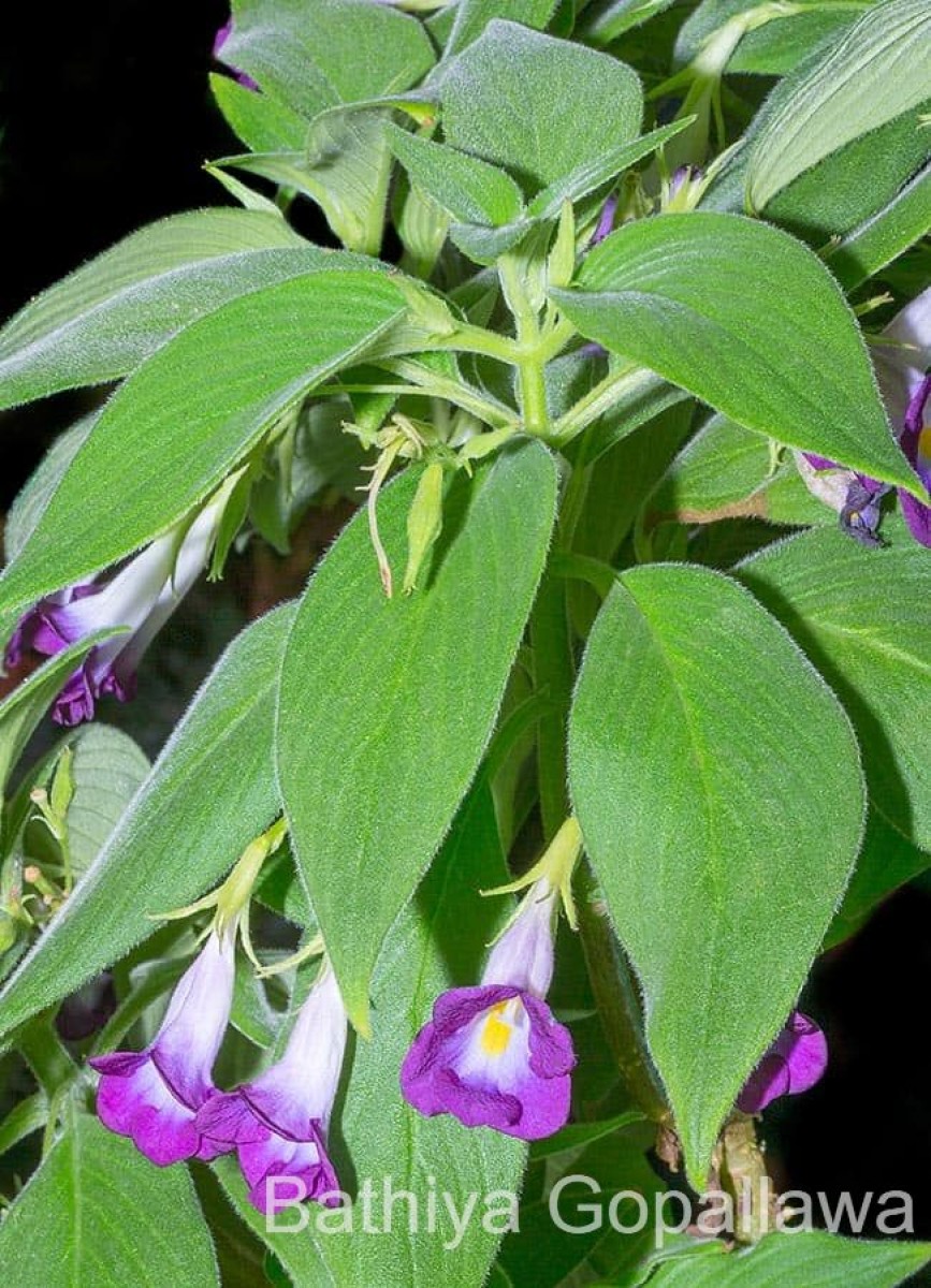 Henckelia walkerae (Gardner) D.J.Middleton & Mich.Möller